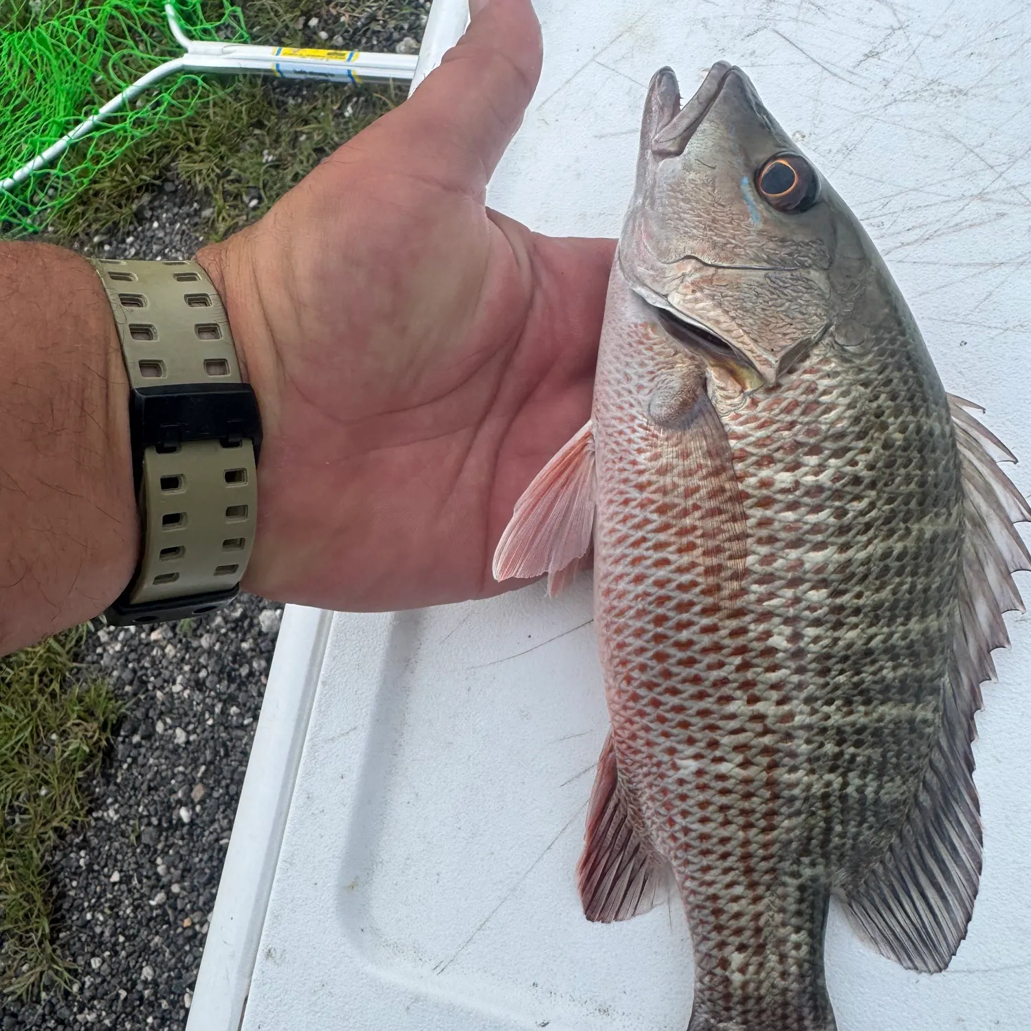 catch