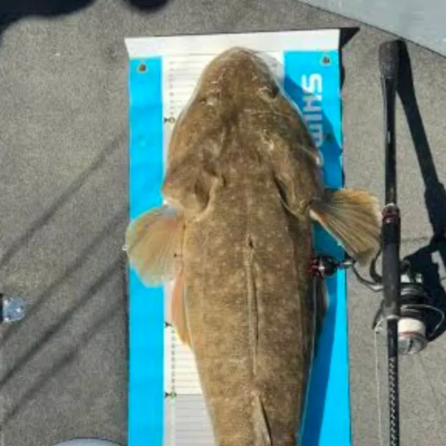 Dusky flathead caught on Fishbrain