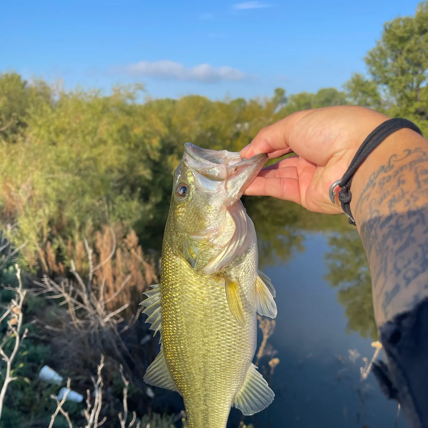 Largemouth bass caught on Fishbrain