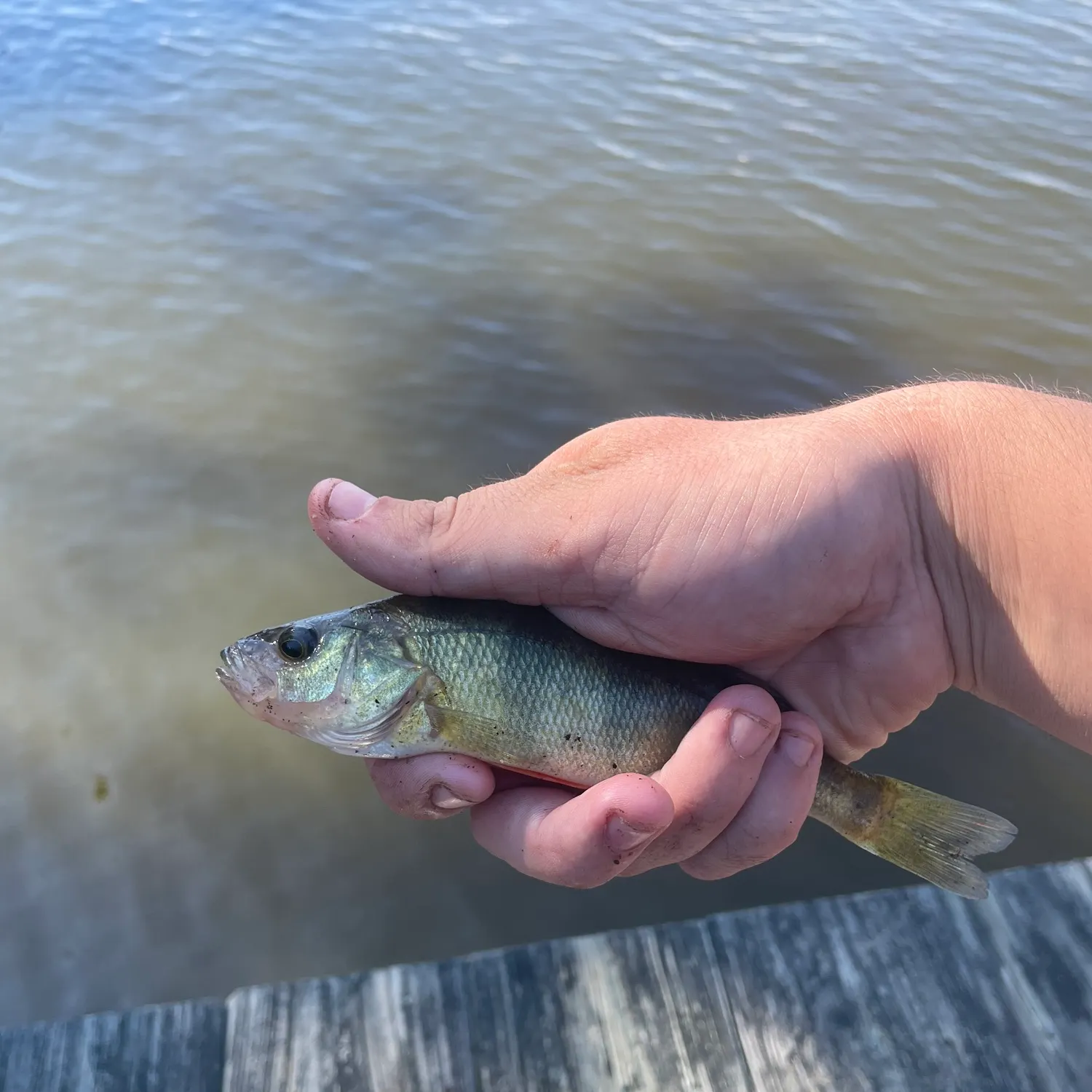 Yellow perch caught on Fishbrain