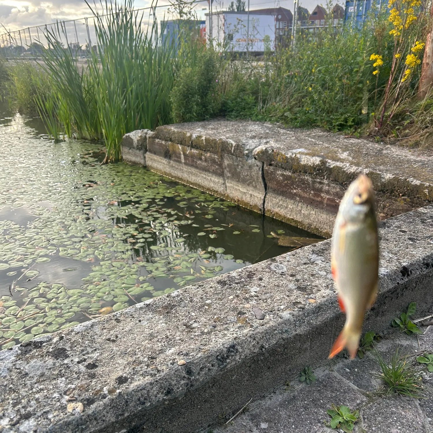 catch