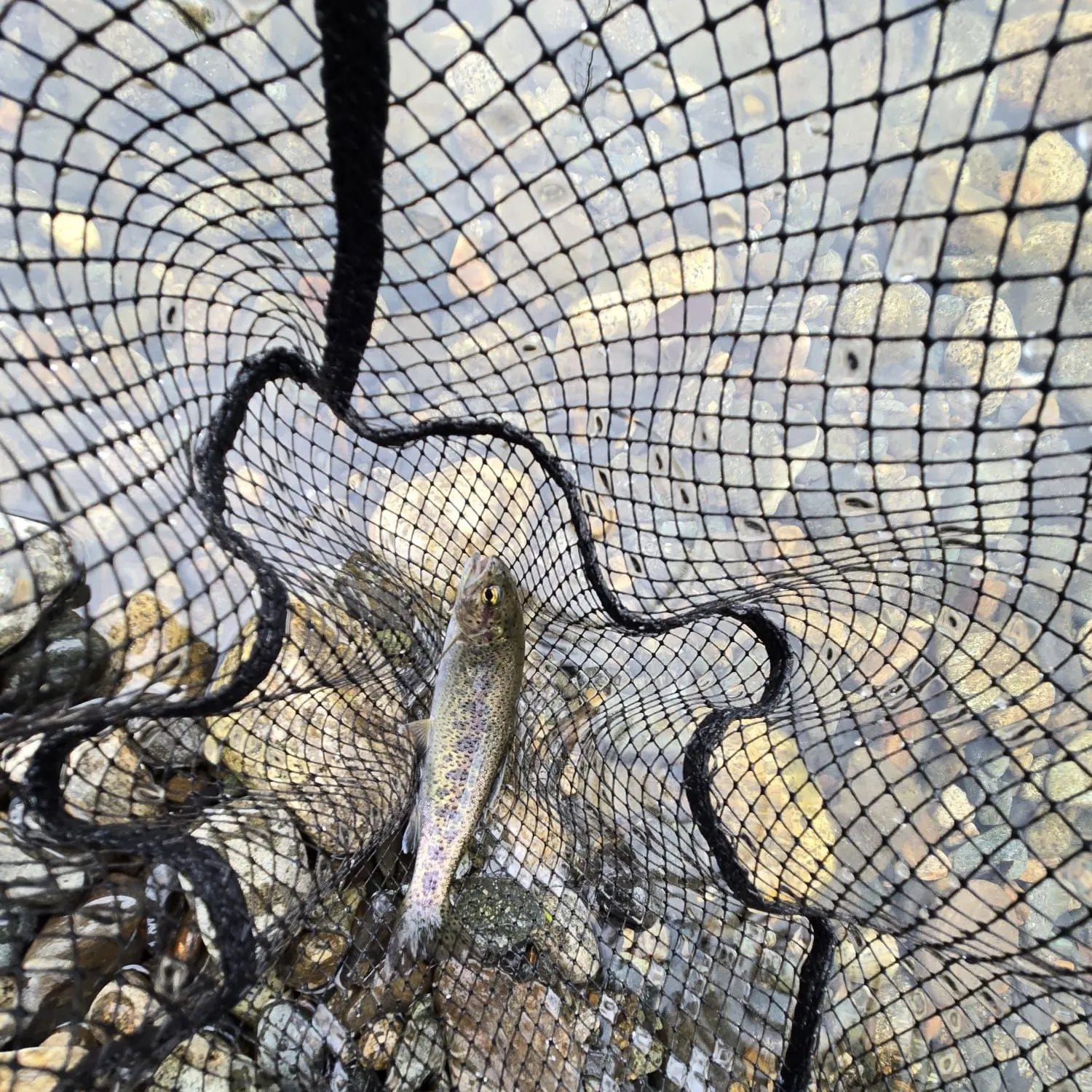 Rainbow trout caught on Fishbrain