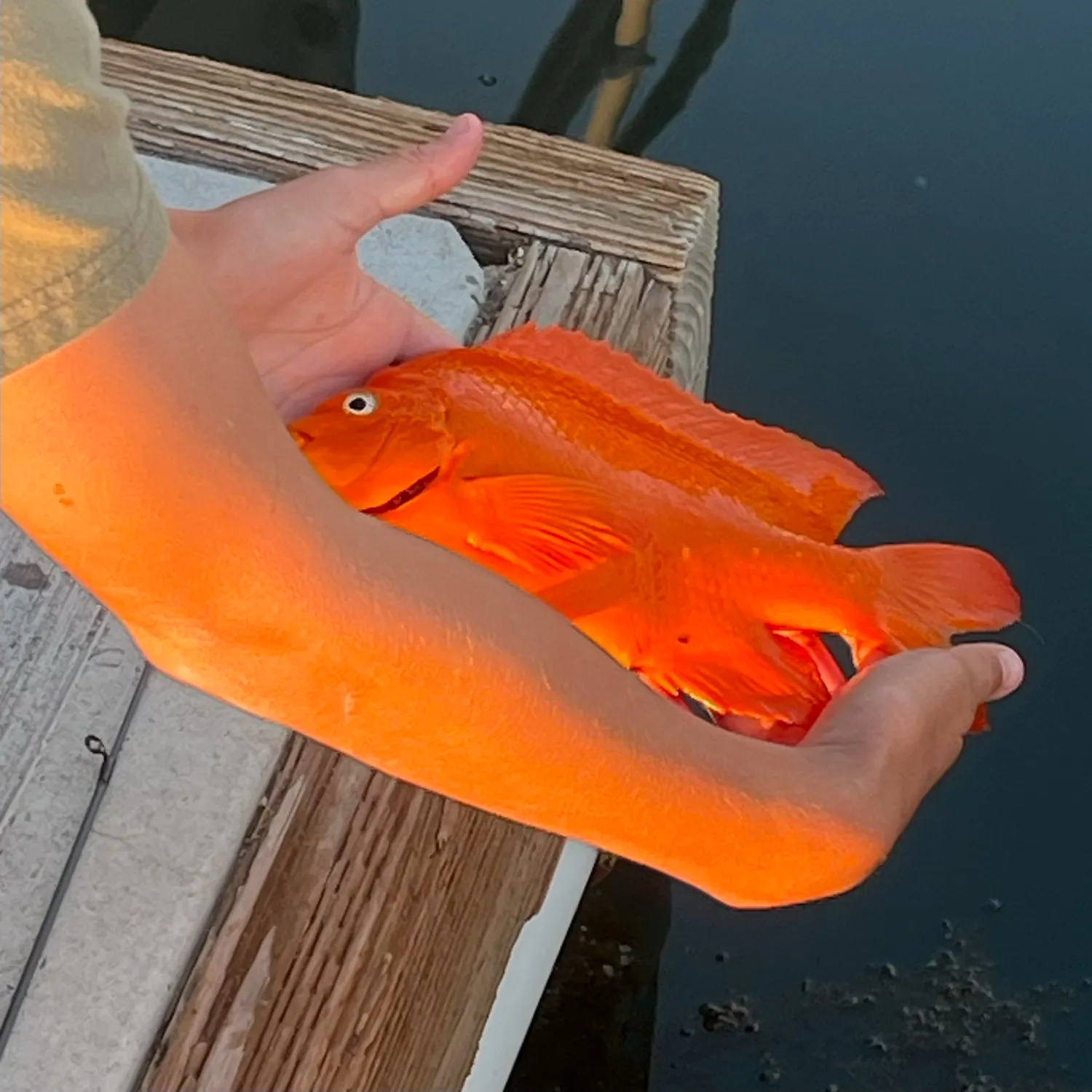 The most recent Garibaldi damselfish catches on Fishbrain