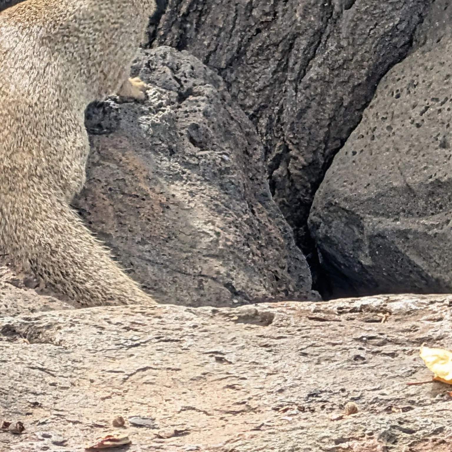 The most recent Iridescent cardinalfish catches on Fishbrain