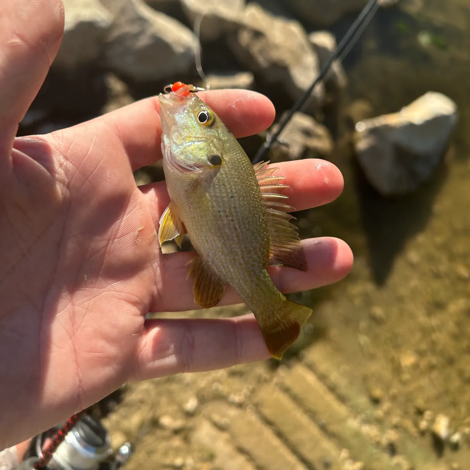 Green sunfish caught on Fishbrain