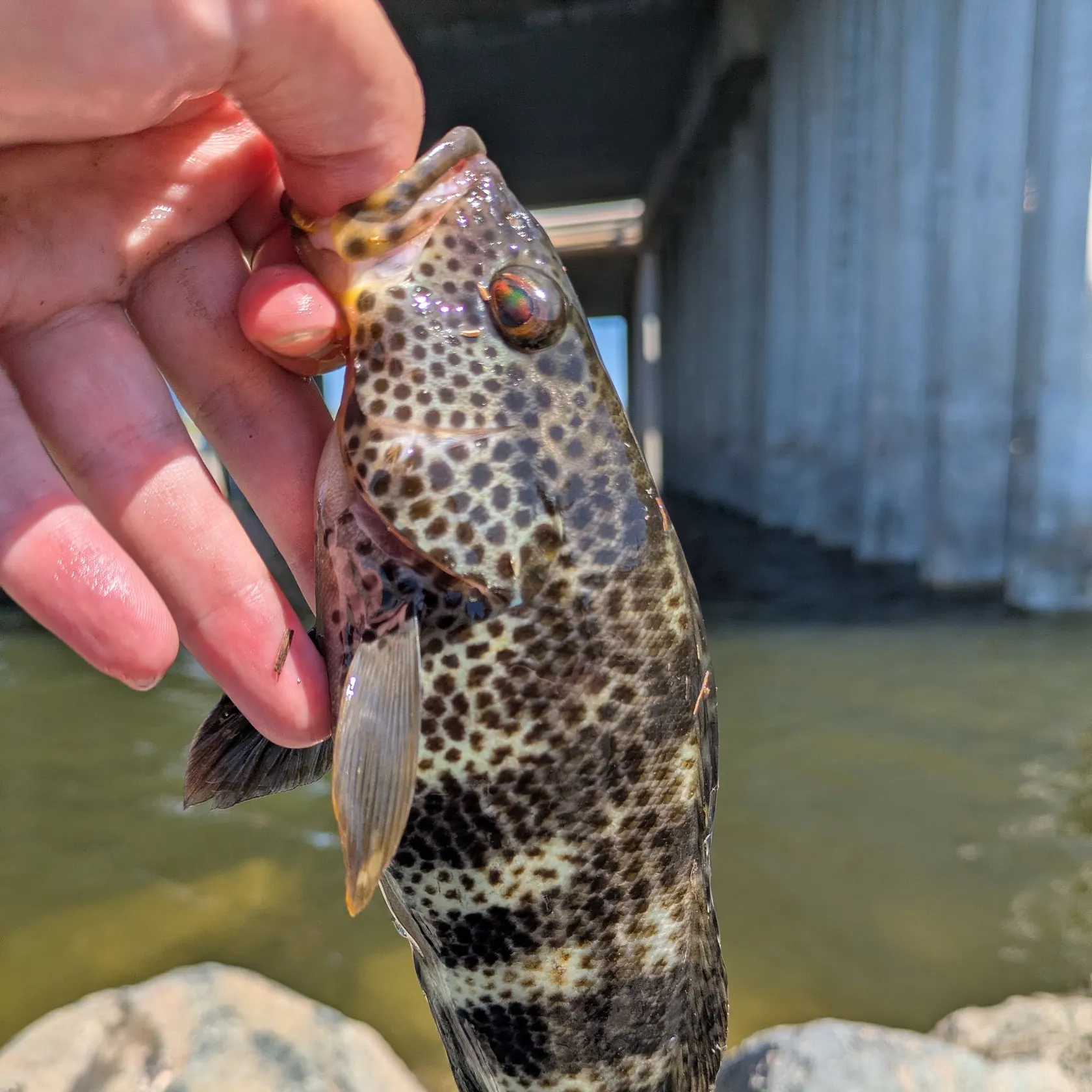 Spotted sand bass caught on Fishbrain