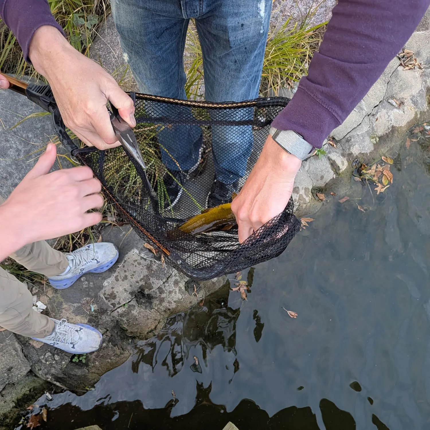 Yellow bullhead caught on Fishbrain