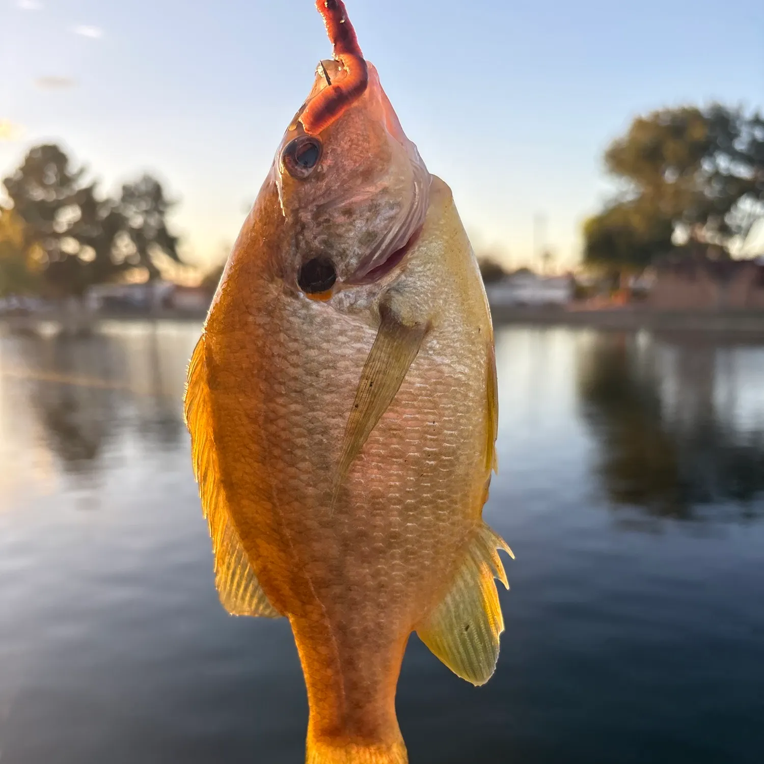 Bluegill caught on Fishbrain