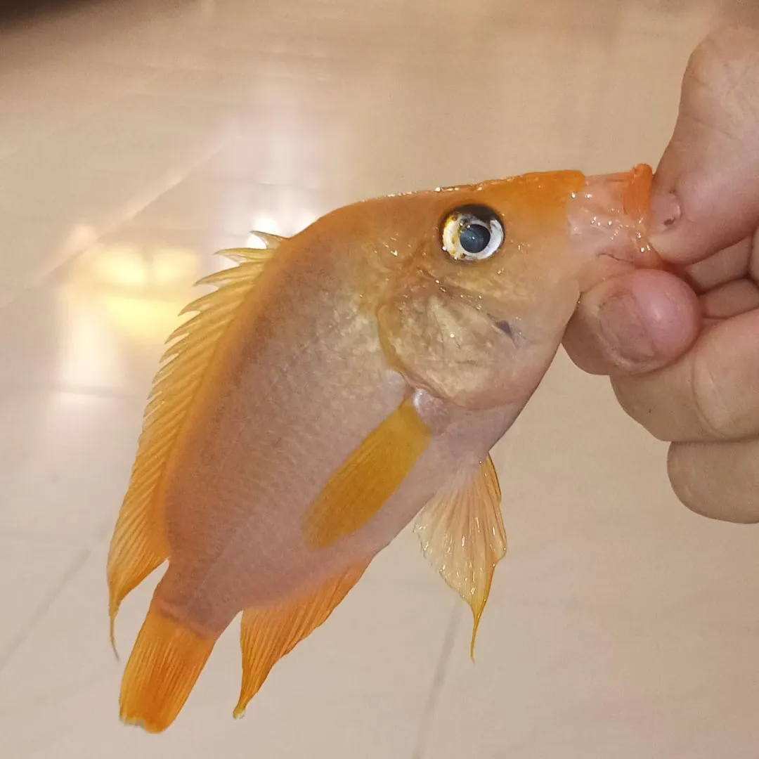 The most recent Midas cichlid catches on Fishbrain