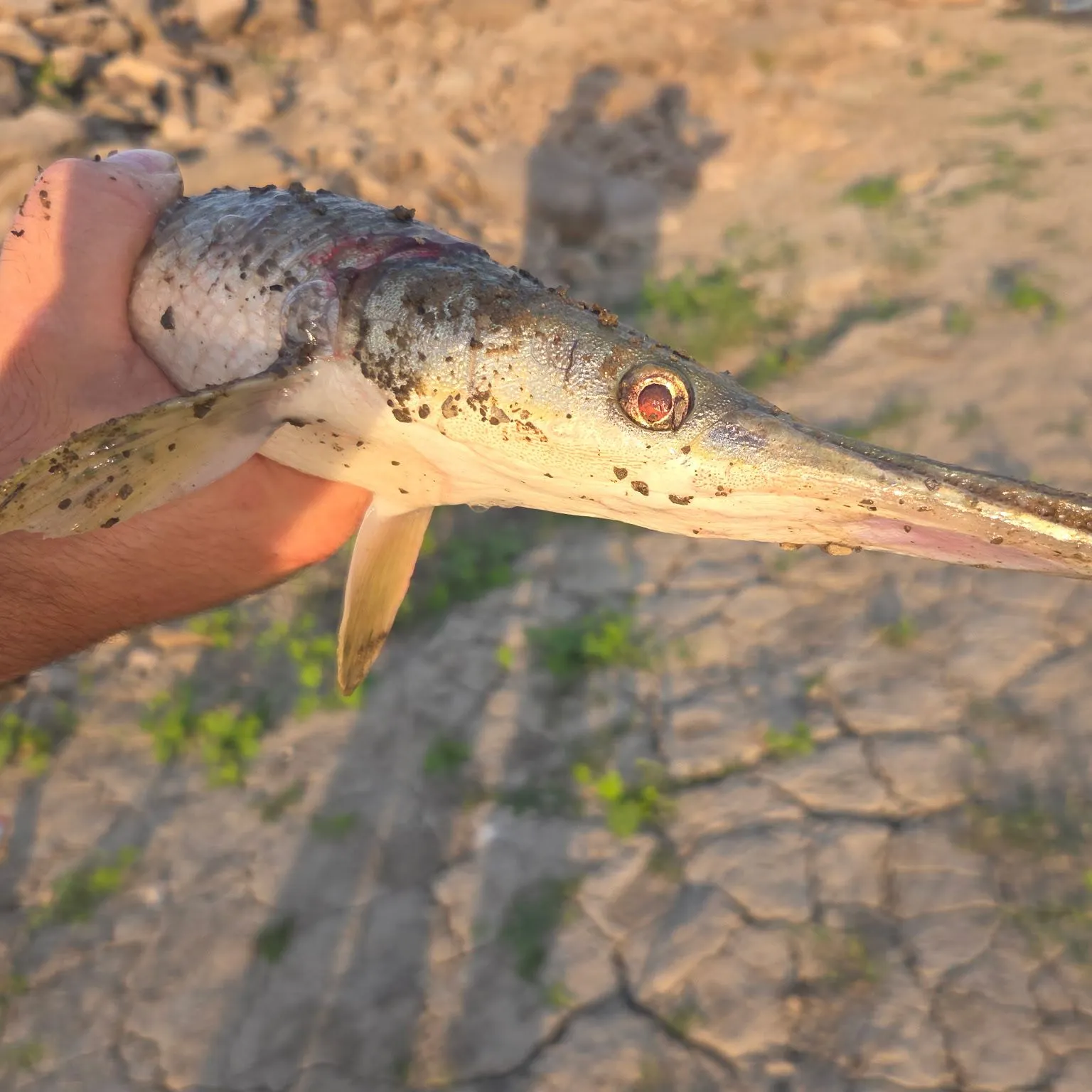 The most recent Shortnose gar catches on Fishbrain