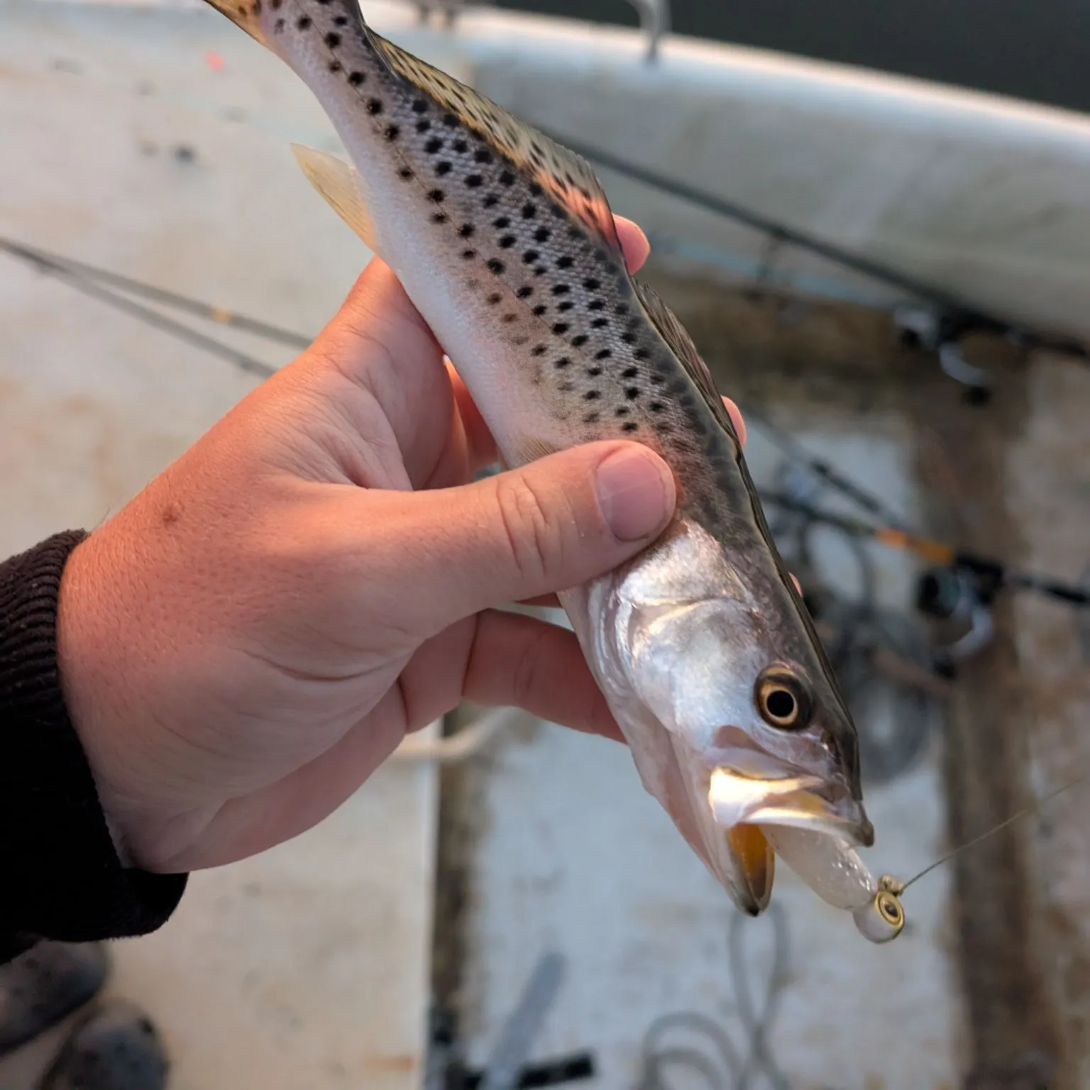 Spotted seatrout caught on Fishbrain