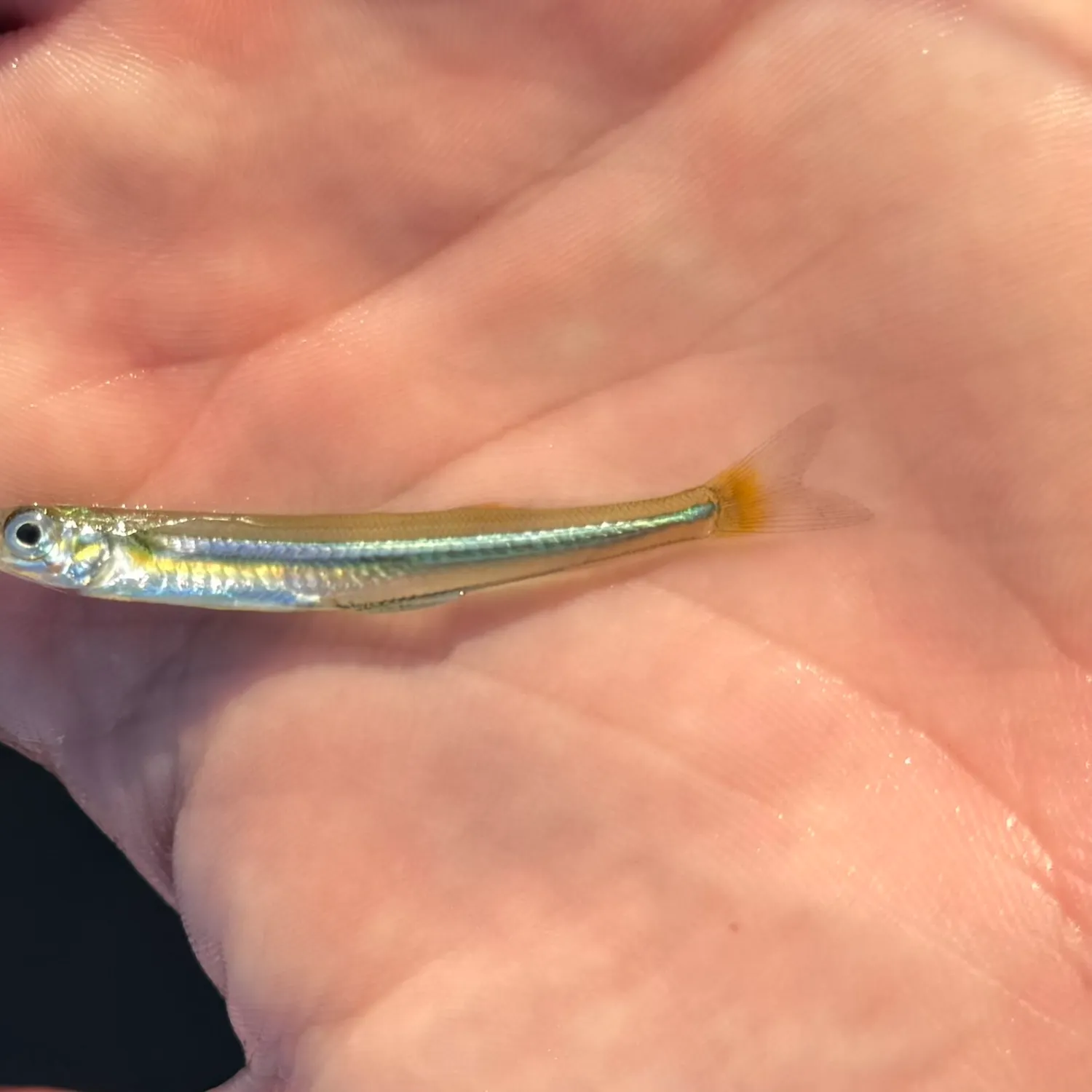 The most recent Golden silverside catches on Fishbrain