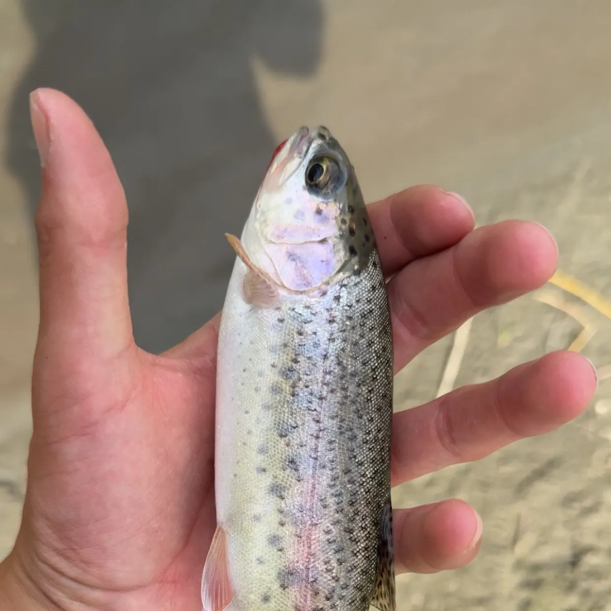 Rainbow trout caught on Fishbrain