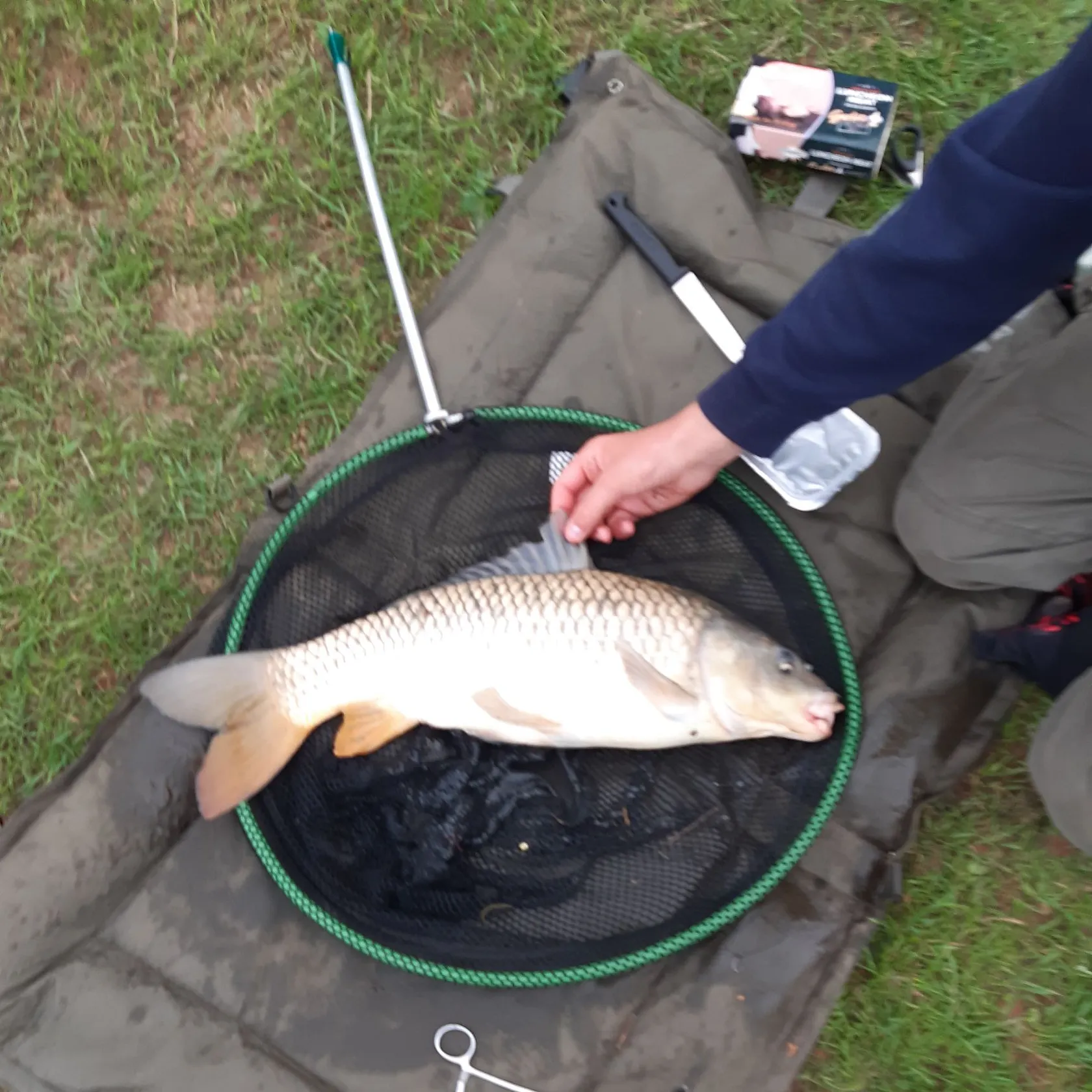 Common carp caught on Fishbrain