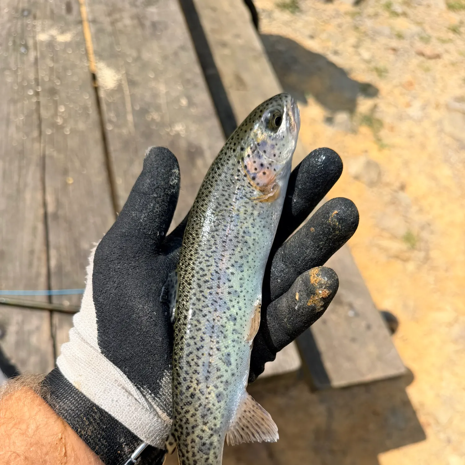 Rainbow trout caught on Fishbrain