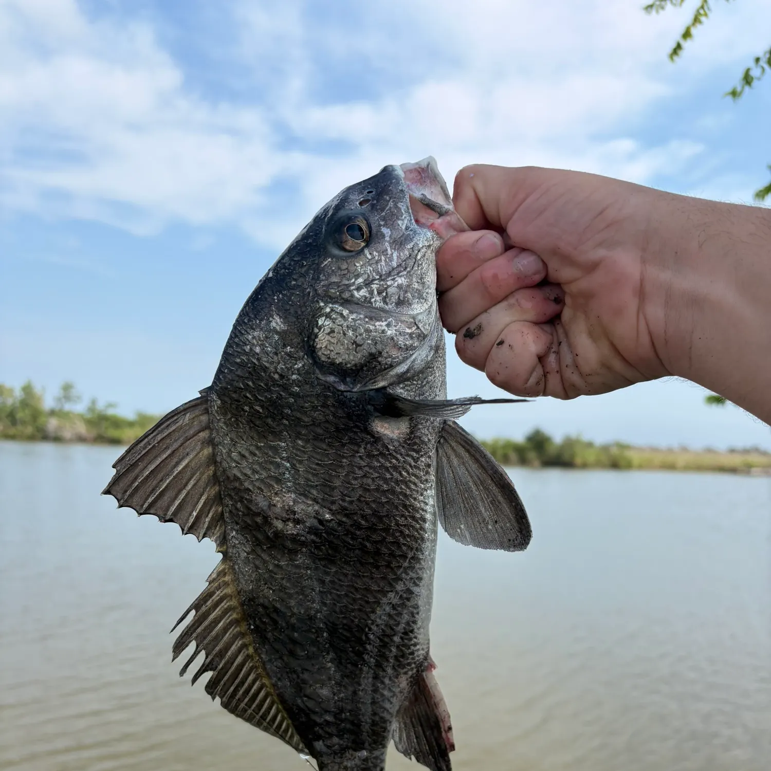 Black drum caught on Fishbrain