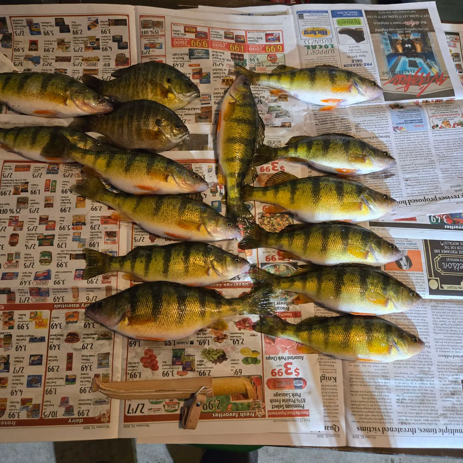 recently logged catches