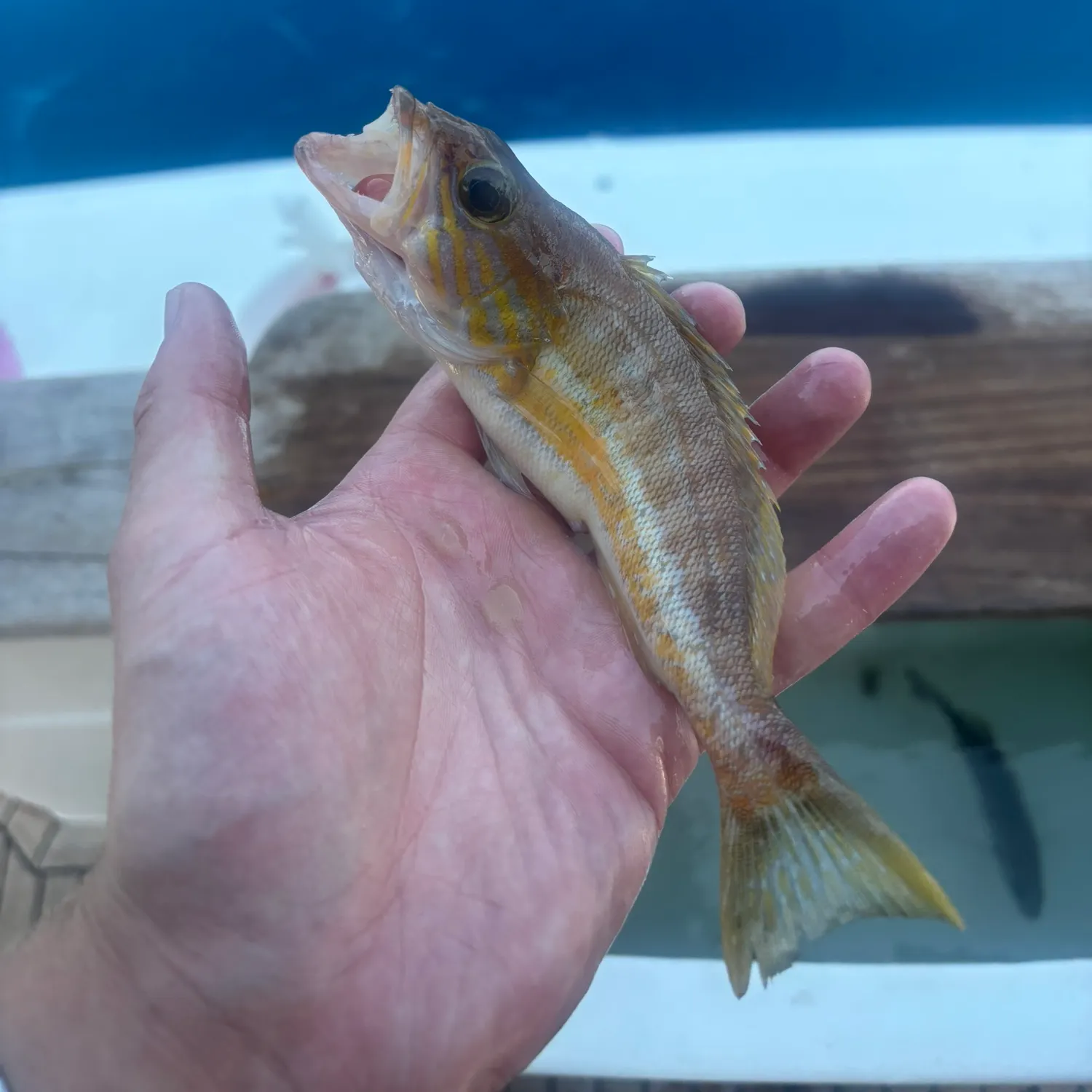 The most recent Brown comber catches on Fishbrain