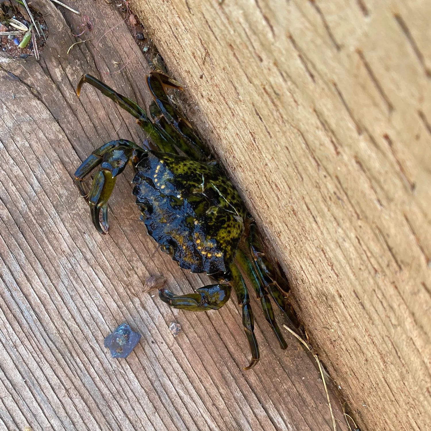 The most recent Green crab catches on Fishbrain
