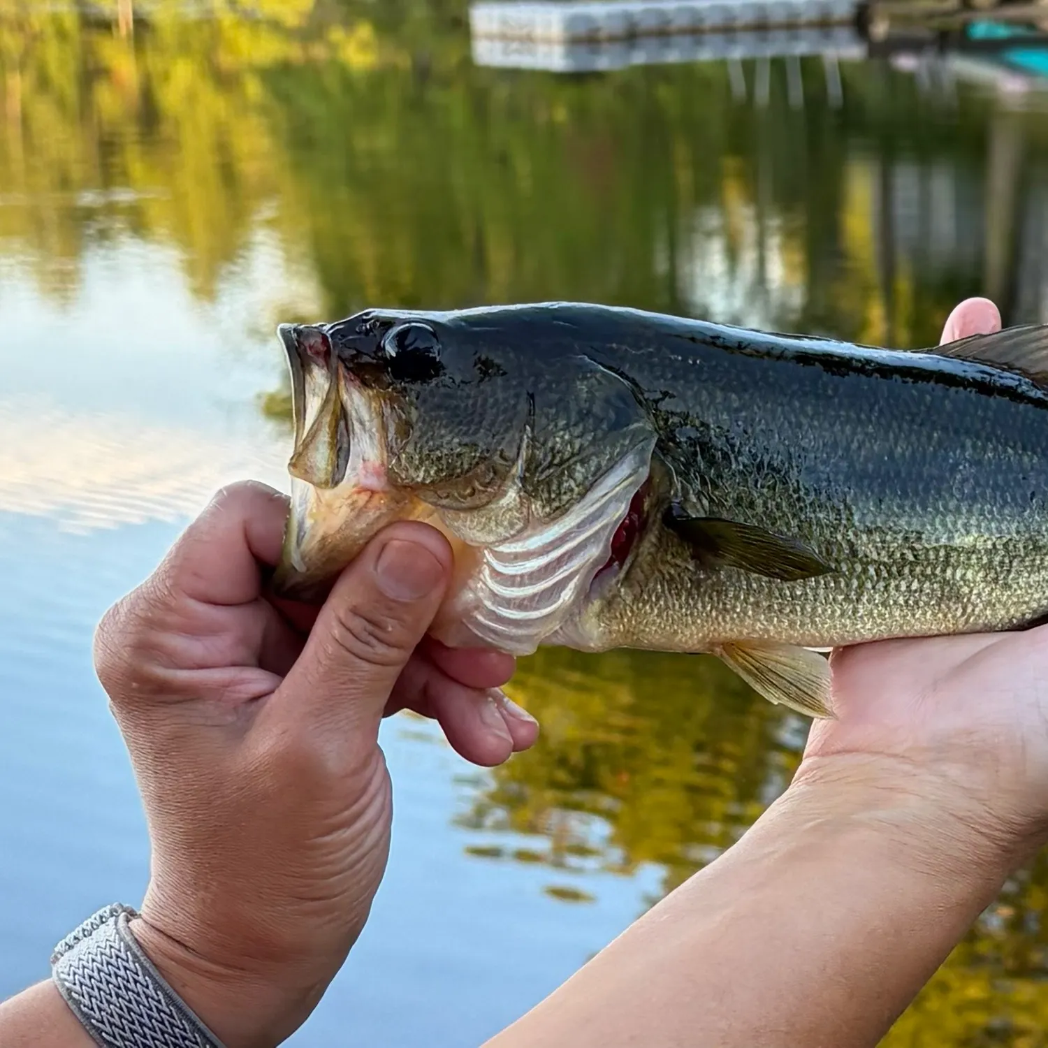 Largemouth bass caught on Fishbrain