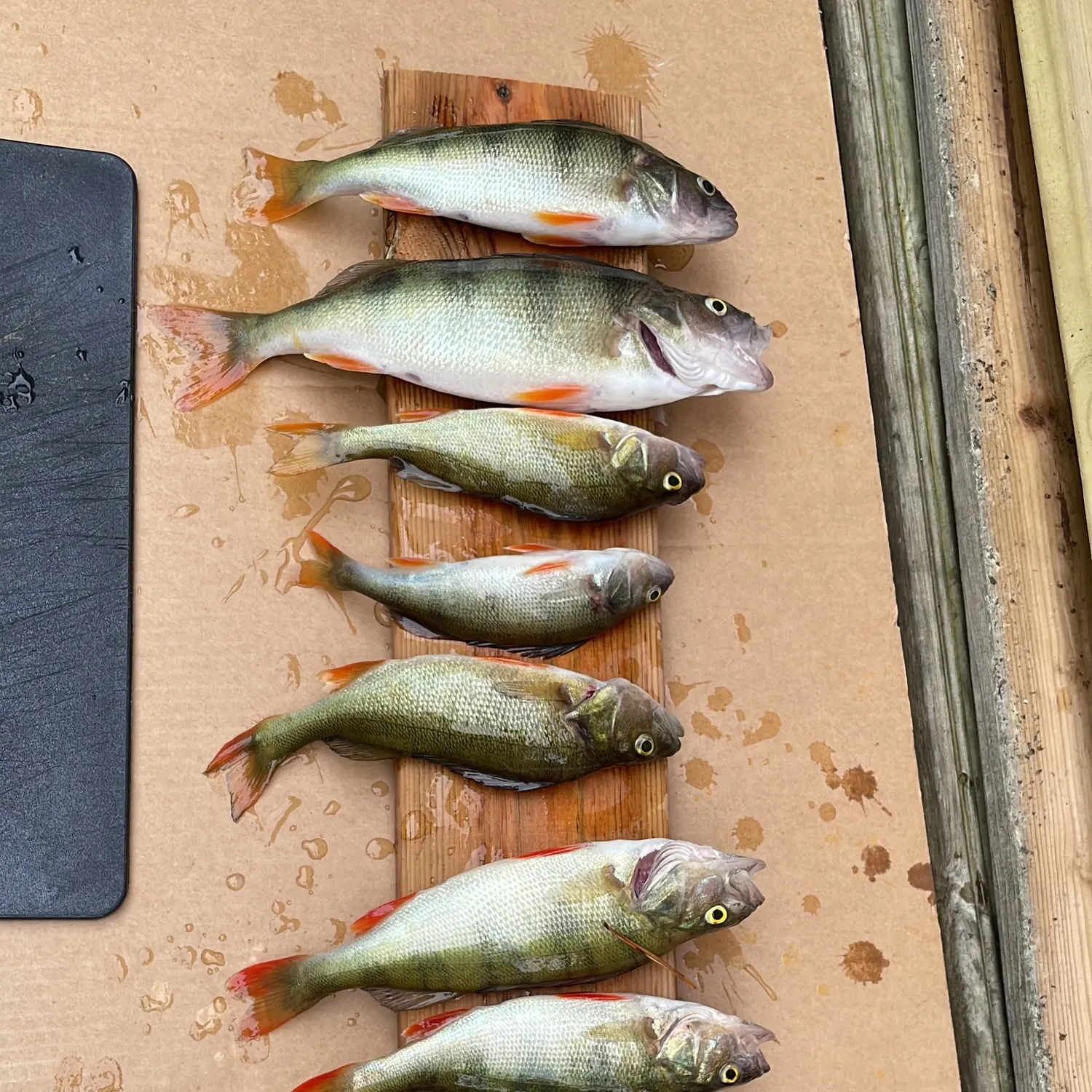recently logged catches
