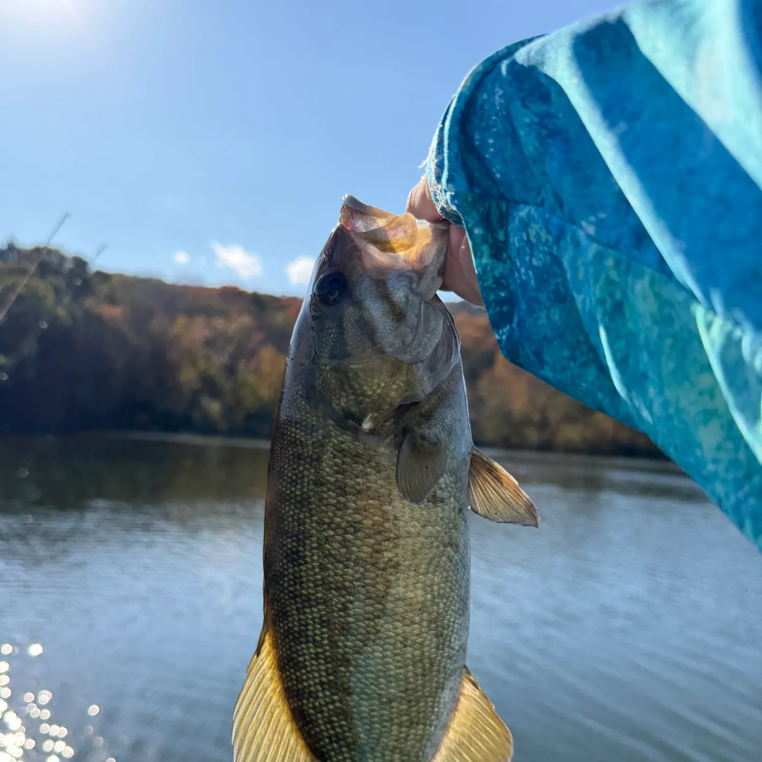 Smallmouth bass caught on Fishbrain