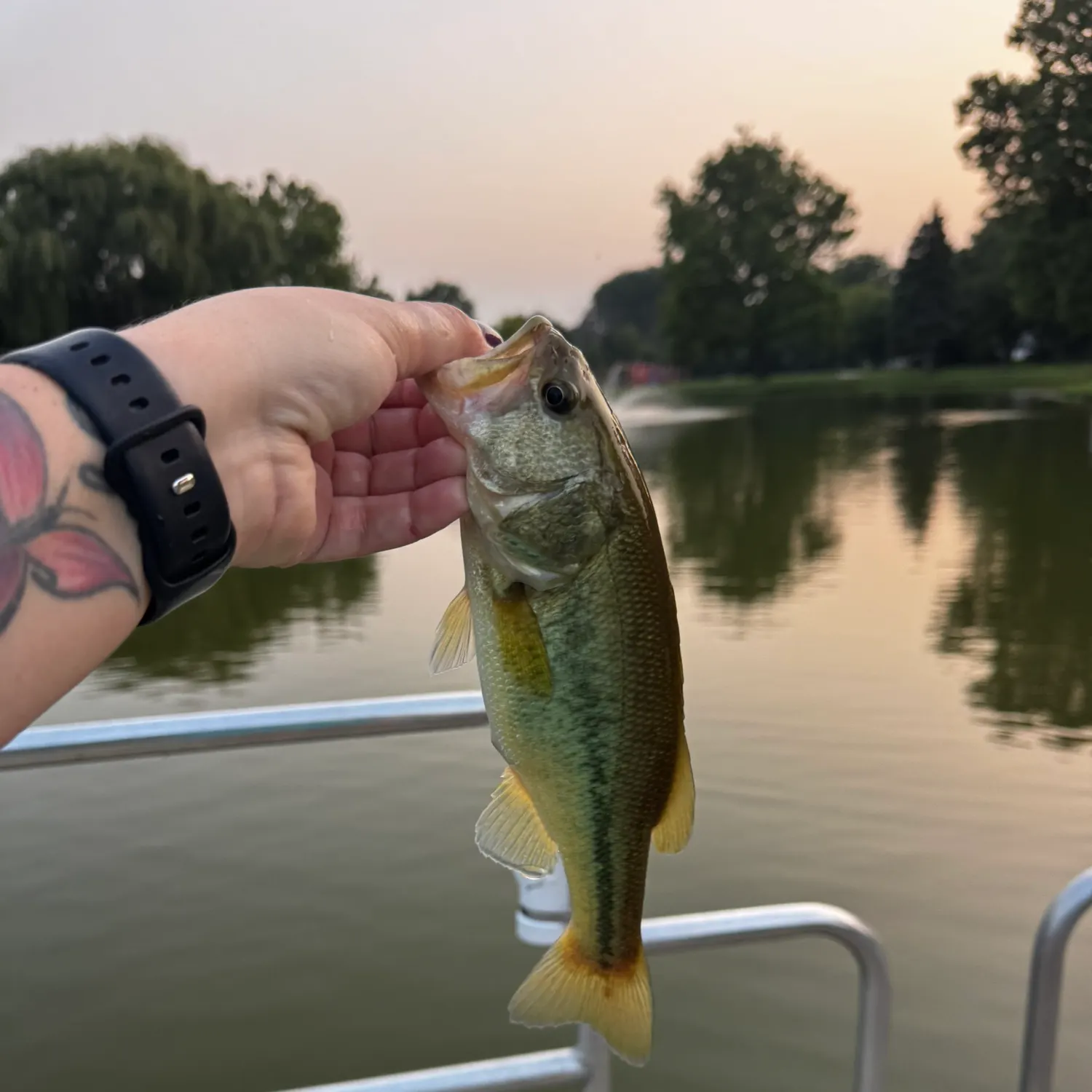 recently logged catches