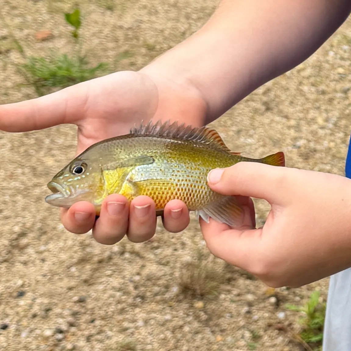 Redbreast sunfish caught on Fishbrain