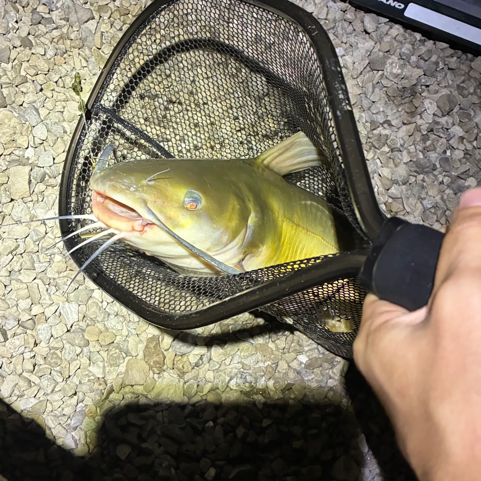 The most recent Channel catfish catches on Fishbrain
