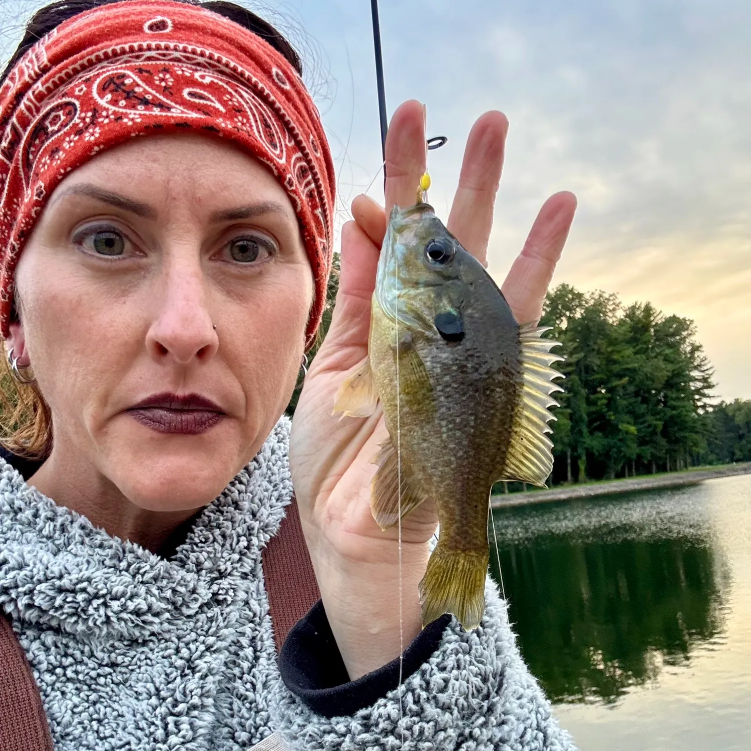 Greengill hybrid caught on Fishbrain