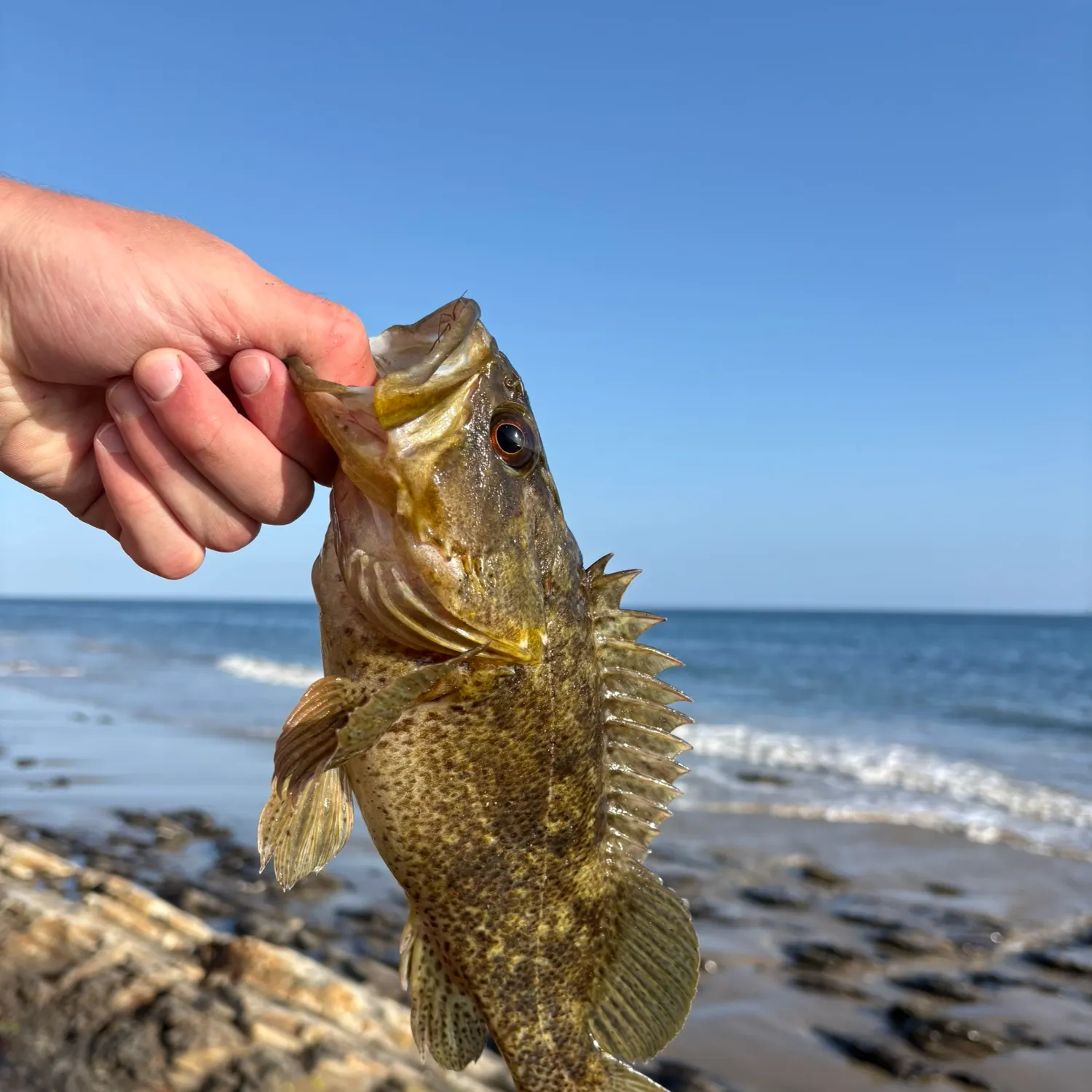 Grass rockfish caught on Fishbrain