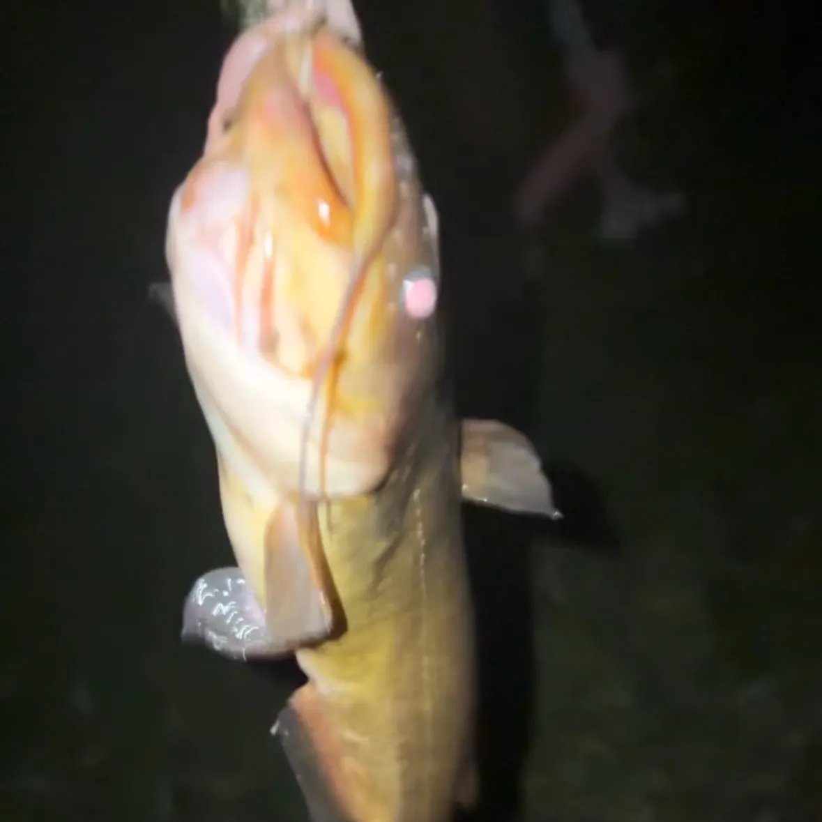Yellow bullhead caught on Fishbrain