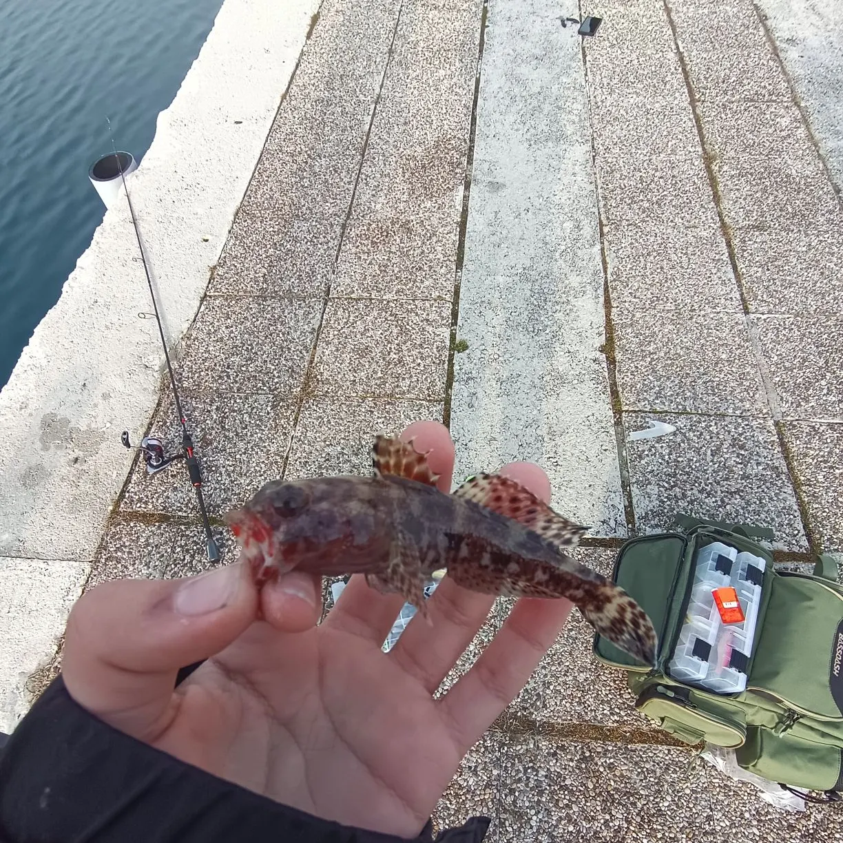 The most recent Rock goby catches on Fishbrain