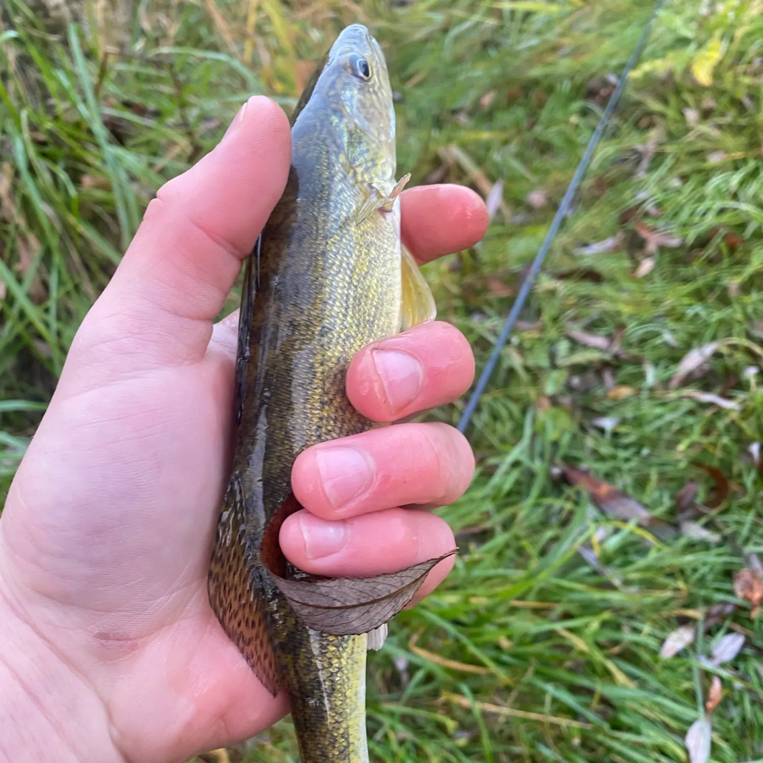 Walleye caught on Fishbrain
