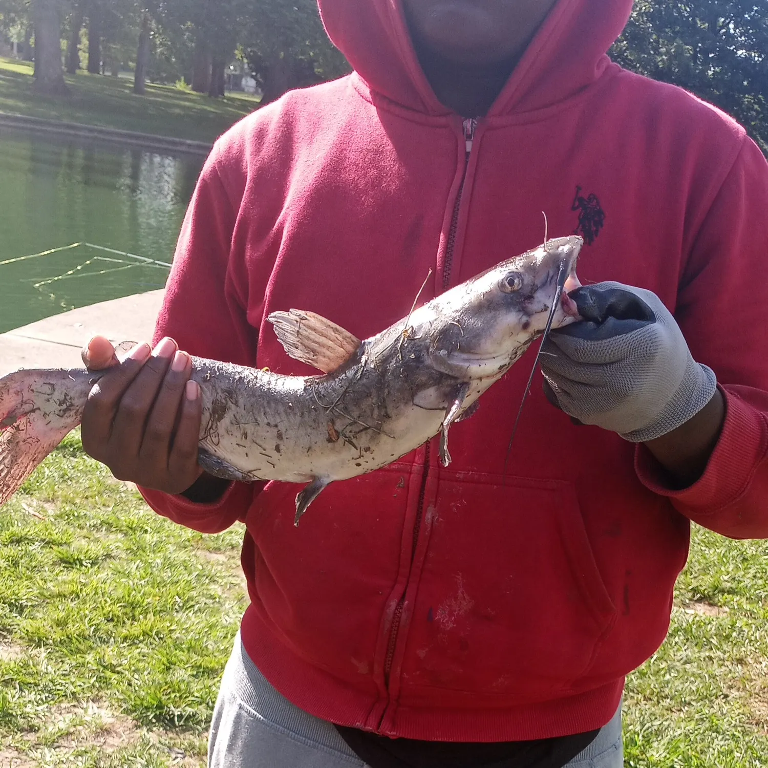 Channel catfish caught on Fishbrain