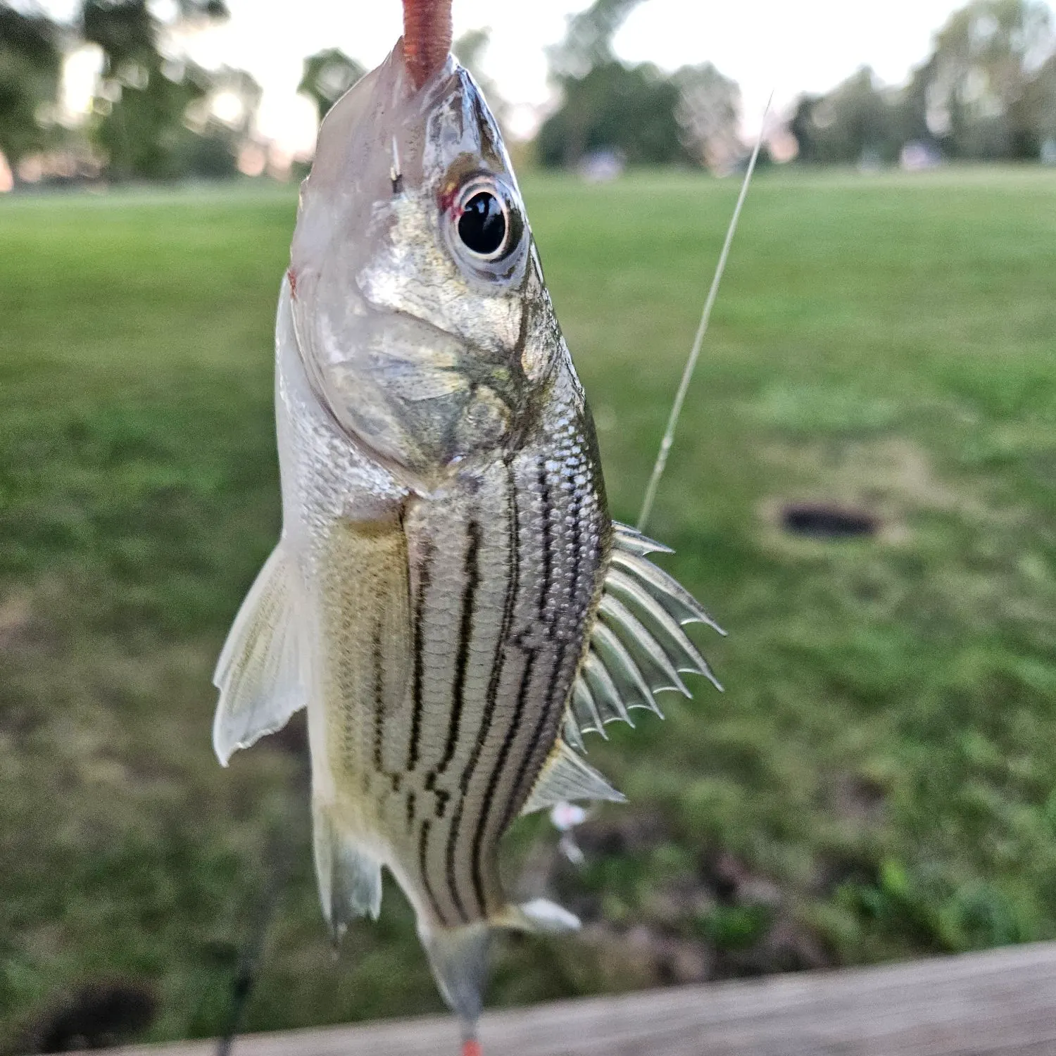 Wiper caught on Fishbrain