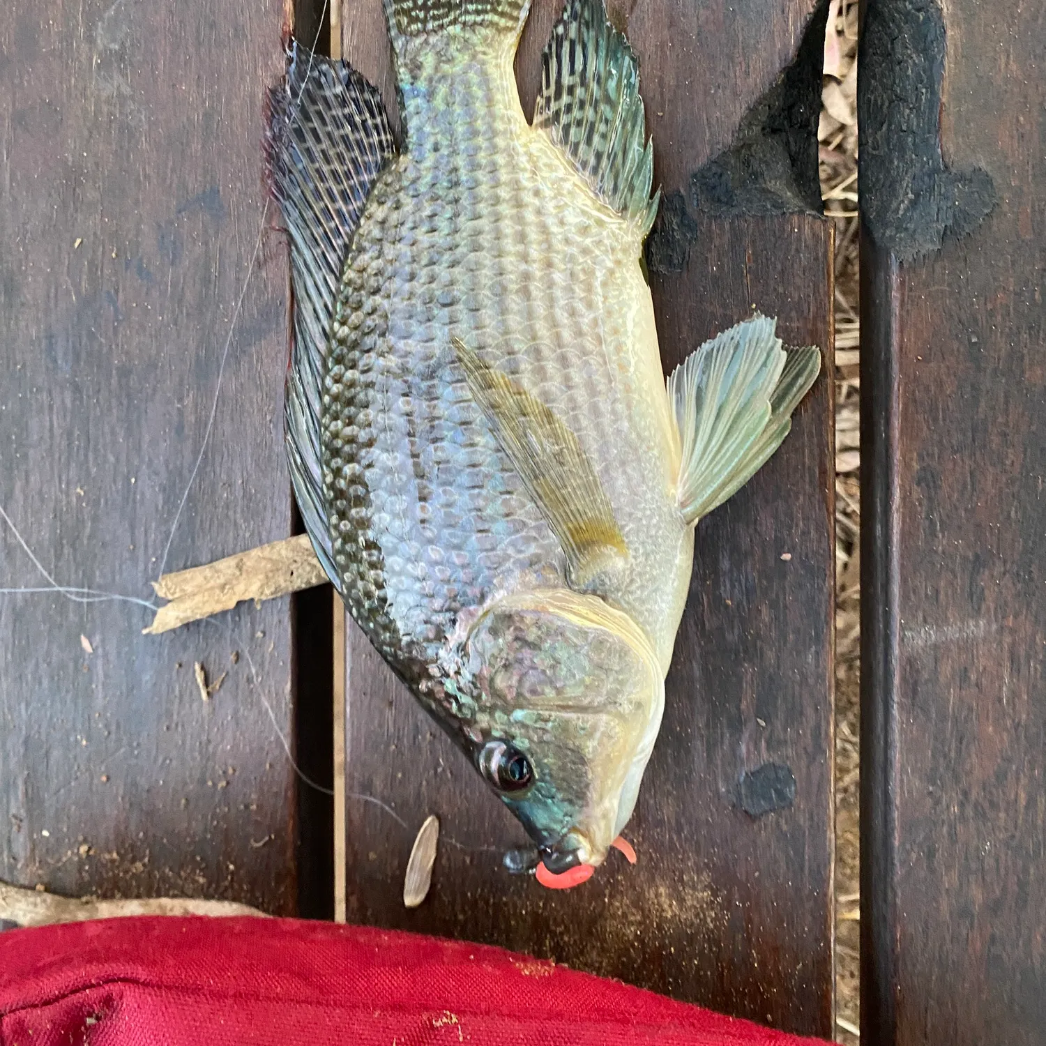 Blue tilapia caught on Fishbrain