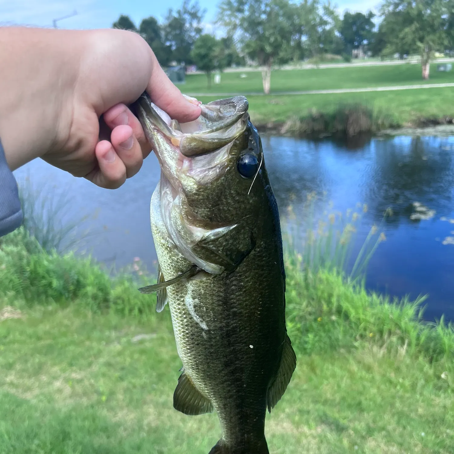 Largemouth bass caught on Fishbrain