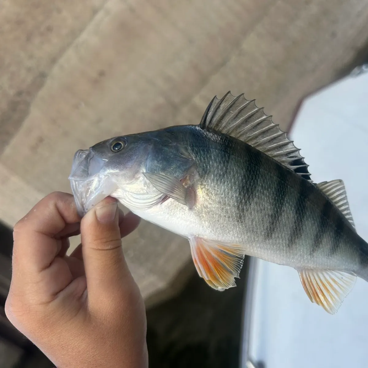 European perch caught on Fishbrain