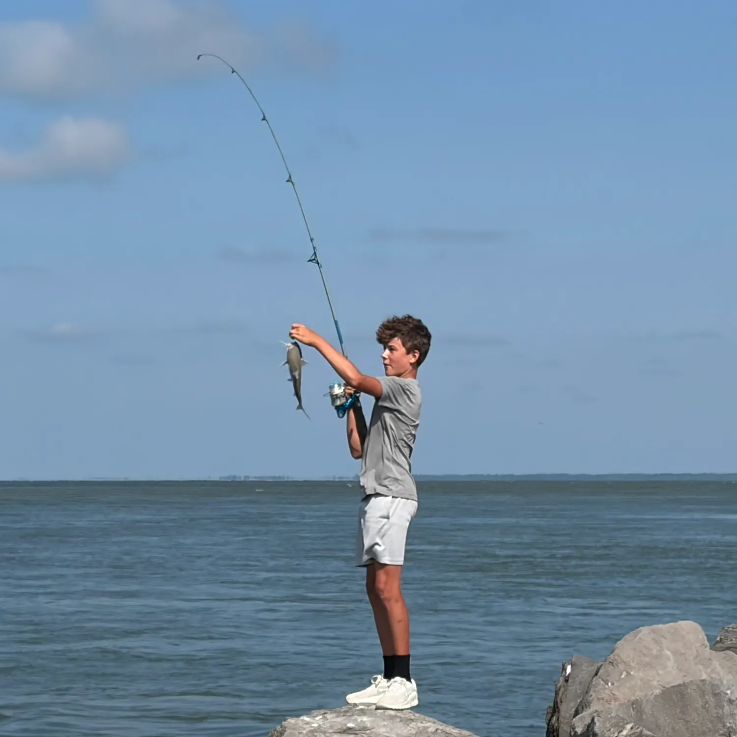 Hardhead sea catfish caught on Fishbrain