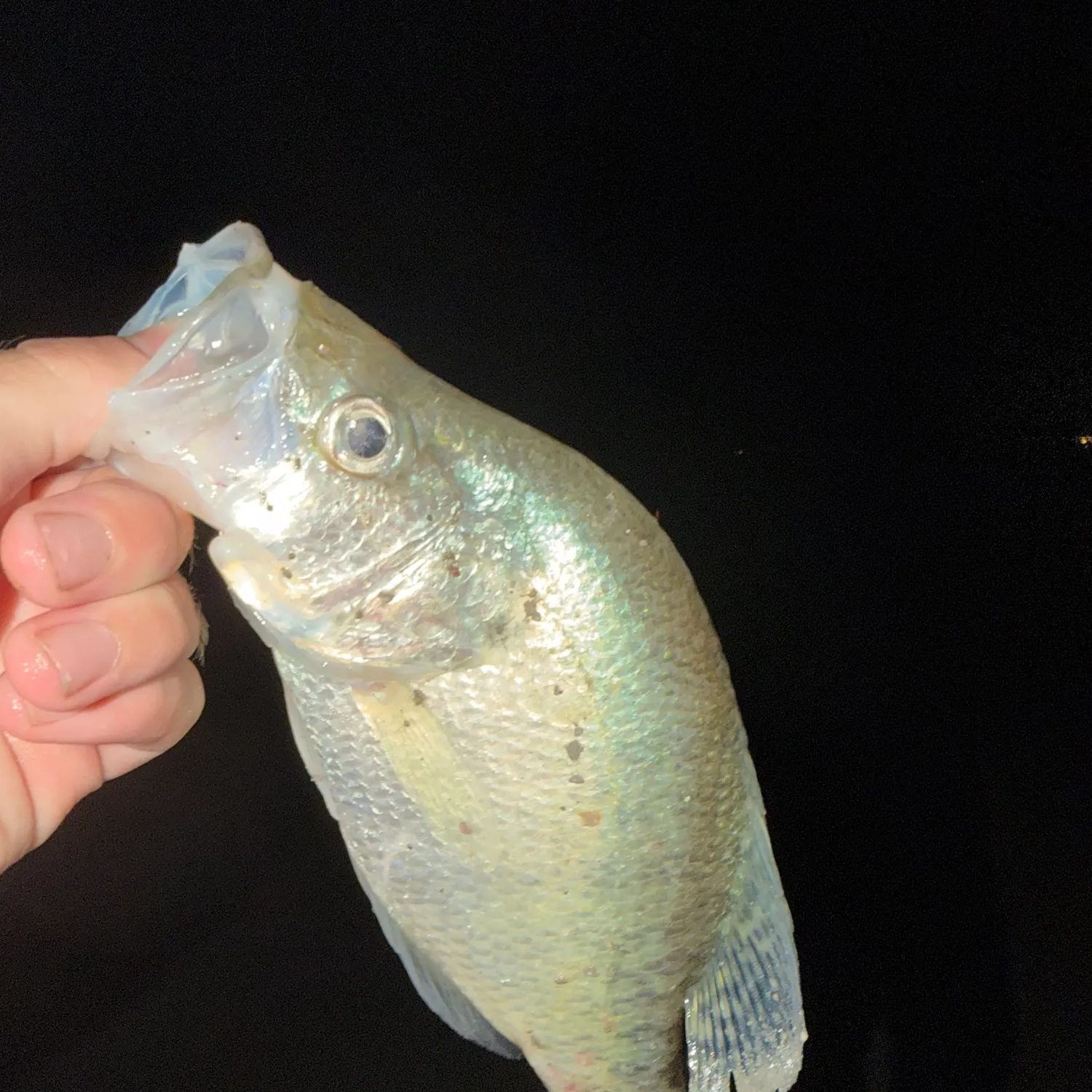 White crappie caught on Fishbrain