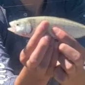 The most recent Chinook salmon catches on Fishbrain