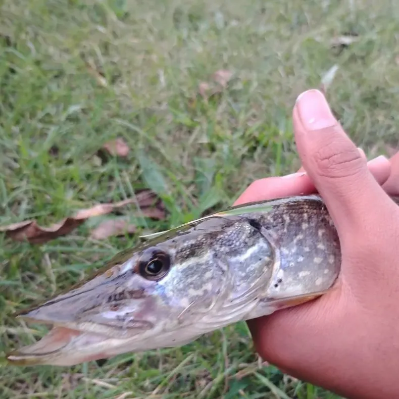 Northern pike caught on Fishbrain