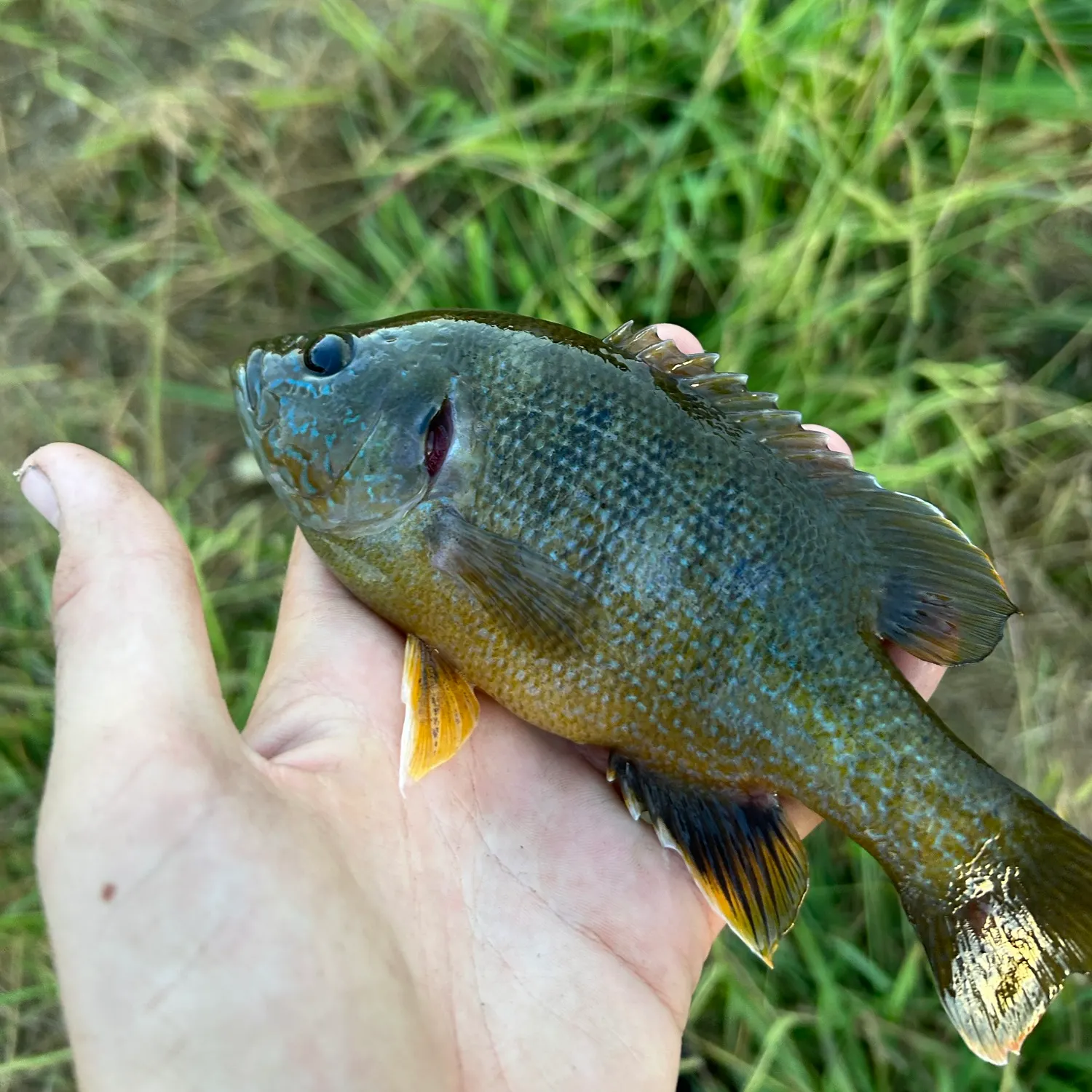 Green sunfish caught on Fishbrain