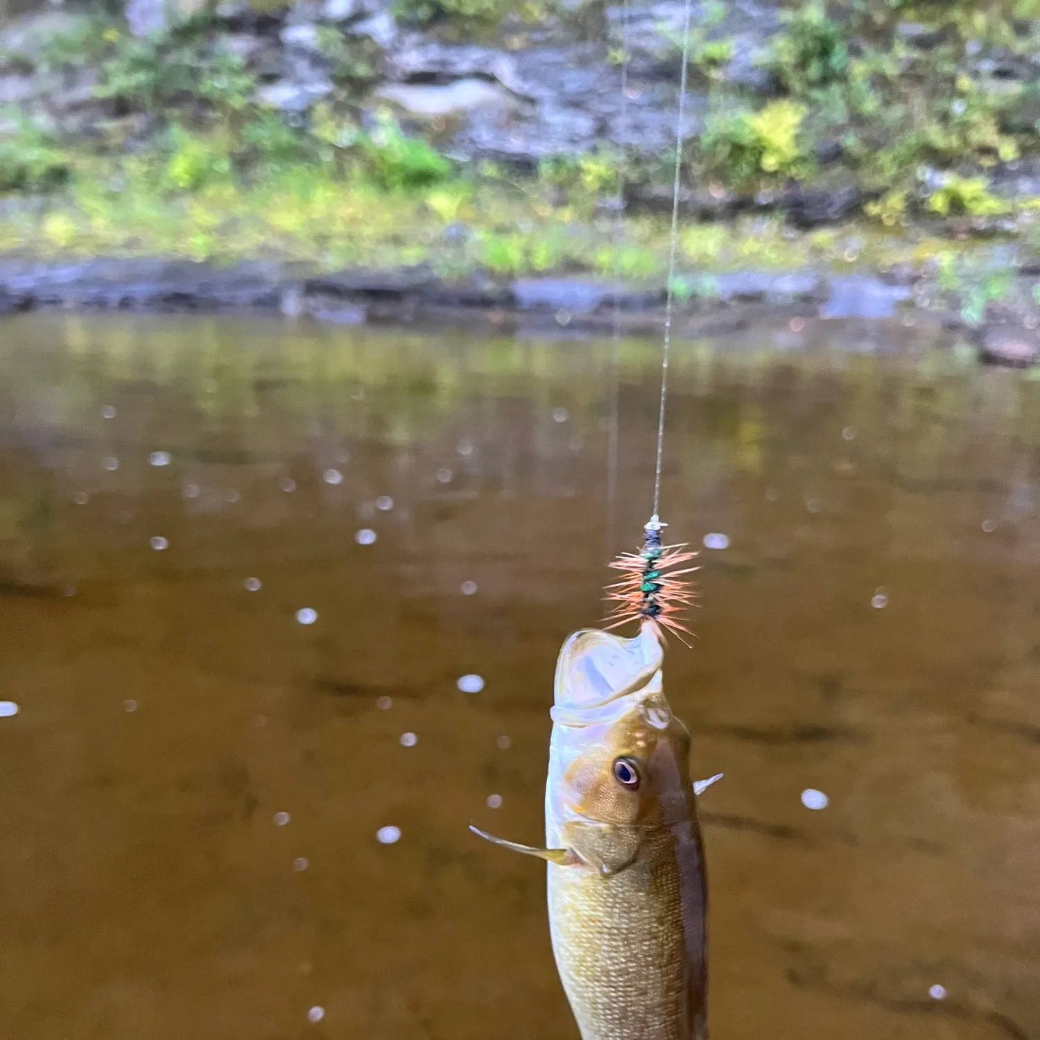 Smallmouth bass caught on Fishbrain