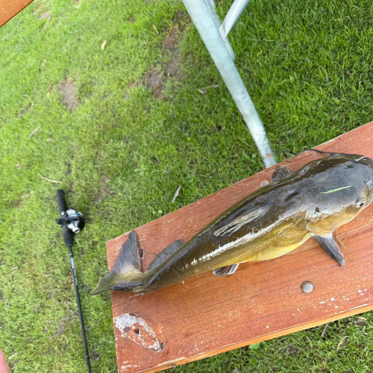Channel catfish caught on Fishbrain