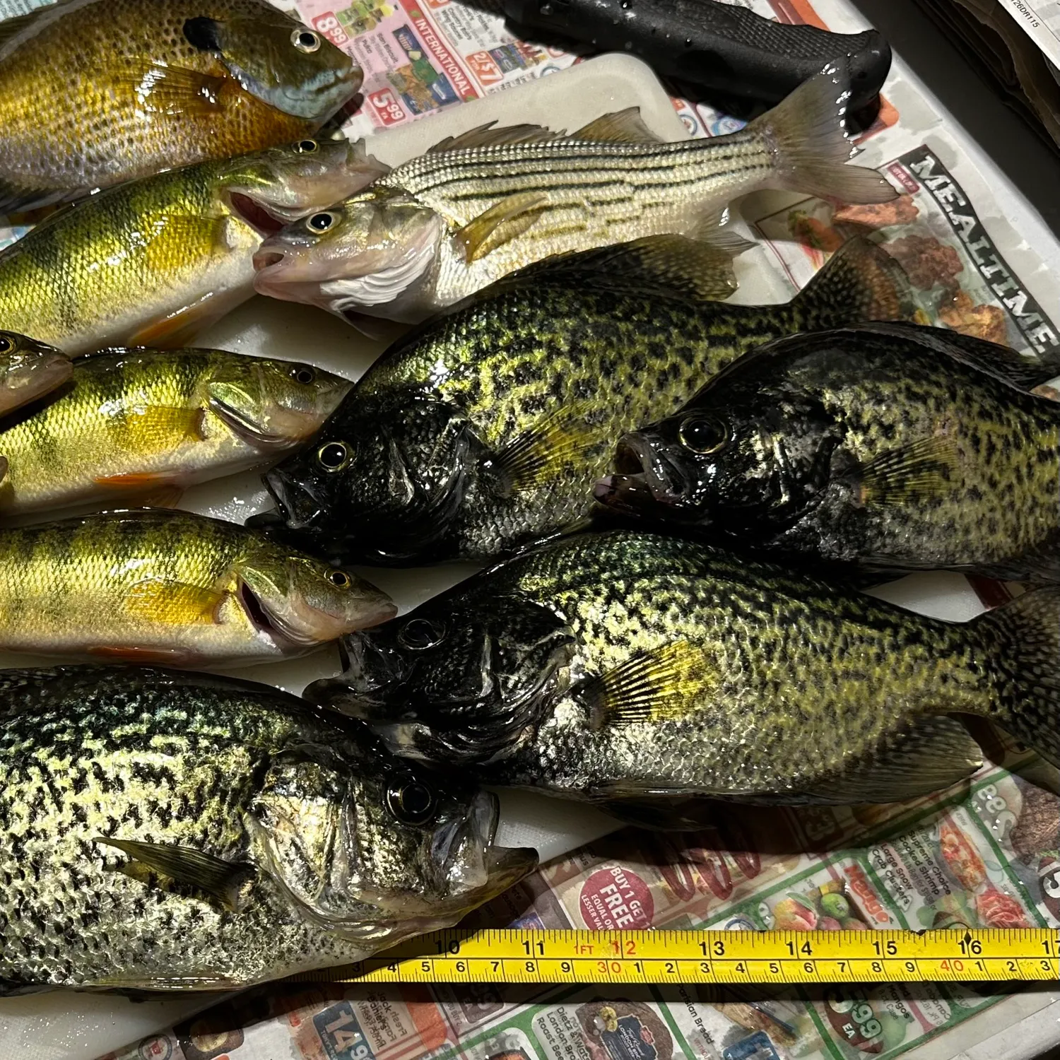 recently logged catches