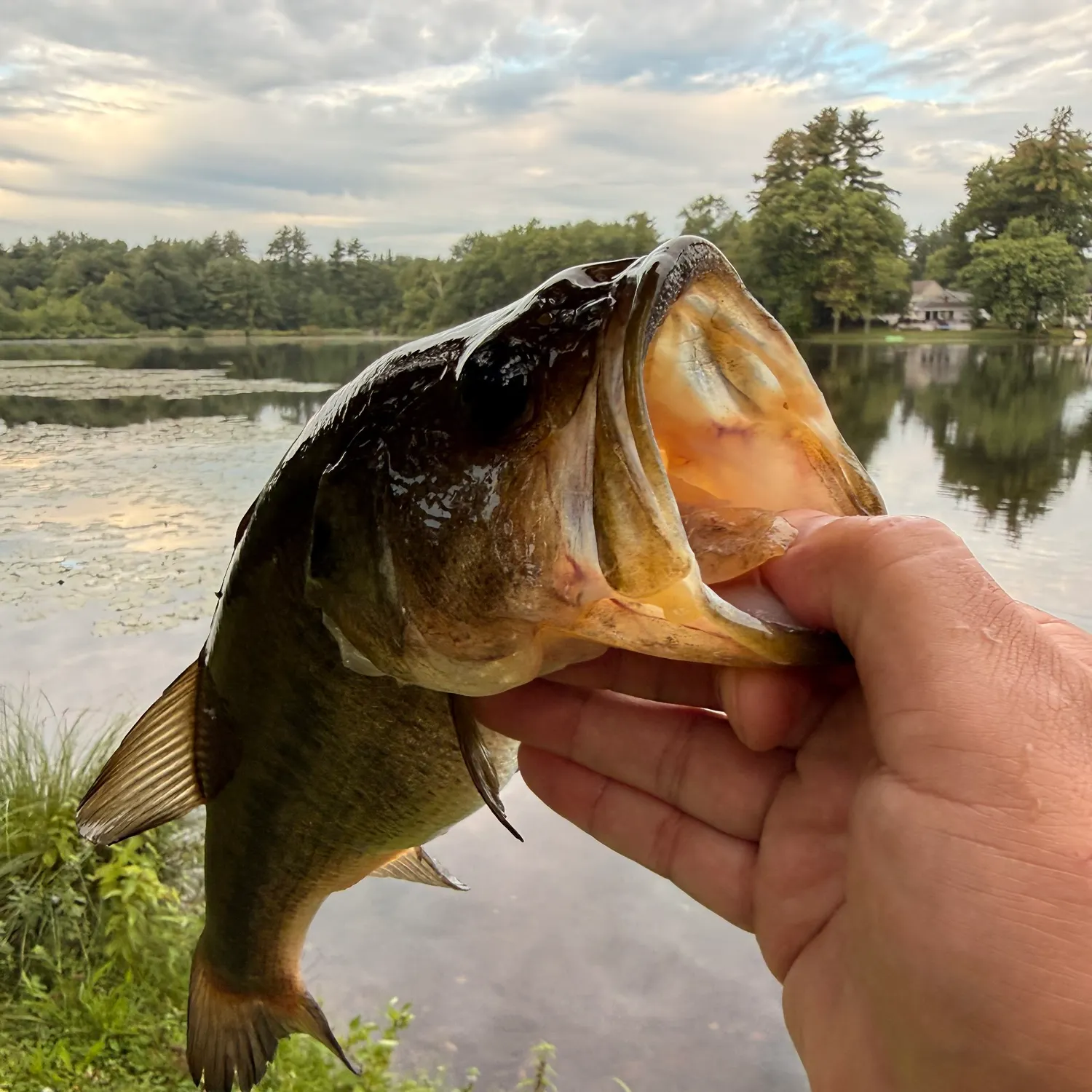 Largemouth bass caught on Fishbrain