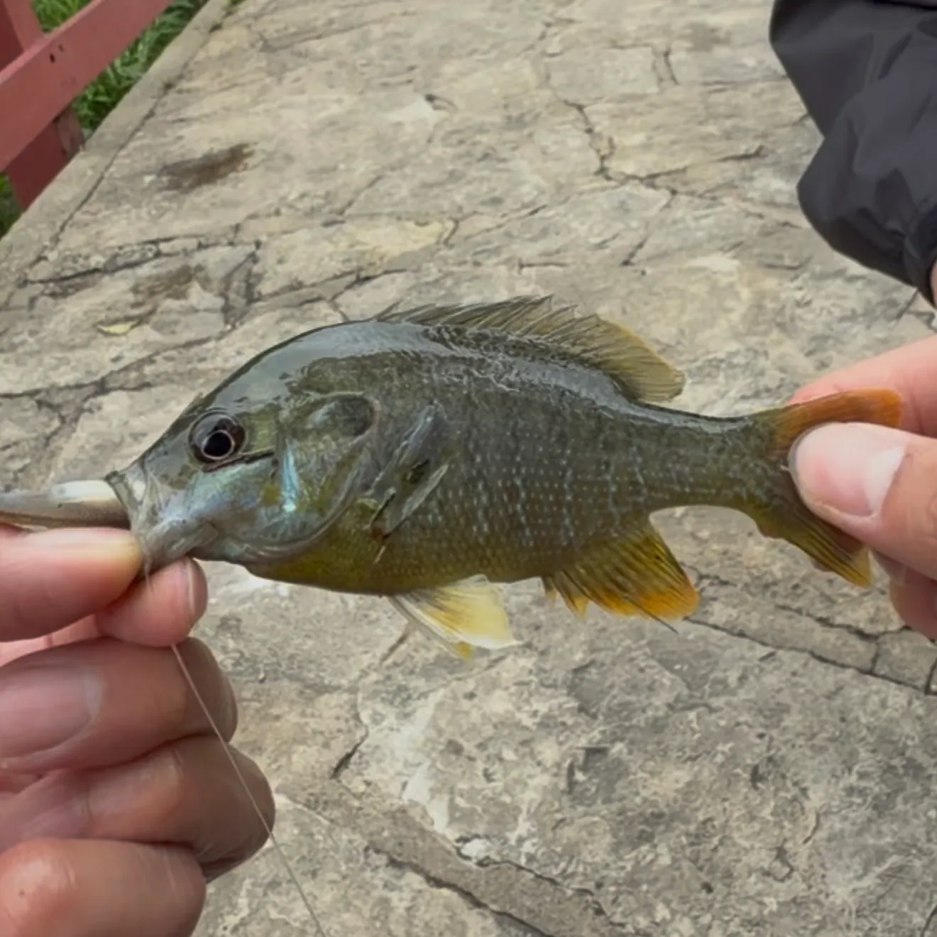 Green sunfish caught on Fishbrain