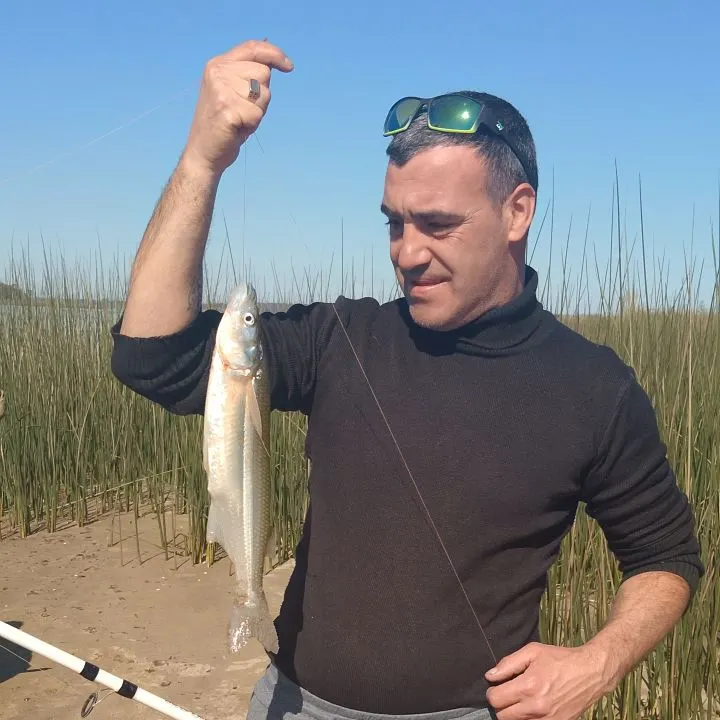 The most recent Argentinian silverside catches on Fishbrain